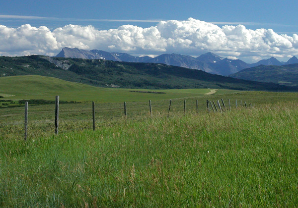 Montana Grassland