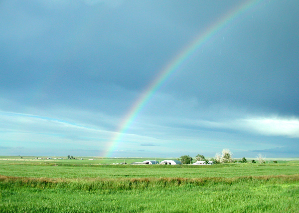 Alberta rainbow